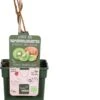 Intratuin Biologische Kiwi (Actinidia Deliciosa 'Jenny') D 23 H 100 Cm 2 Intratuin Biologische Kiwi (Actinidia Deliciosa 'Jenny') D 23 H 100 Cm -PlantenPuur Verkoopwinkel 8720604876260