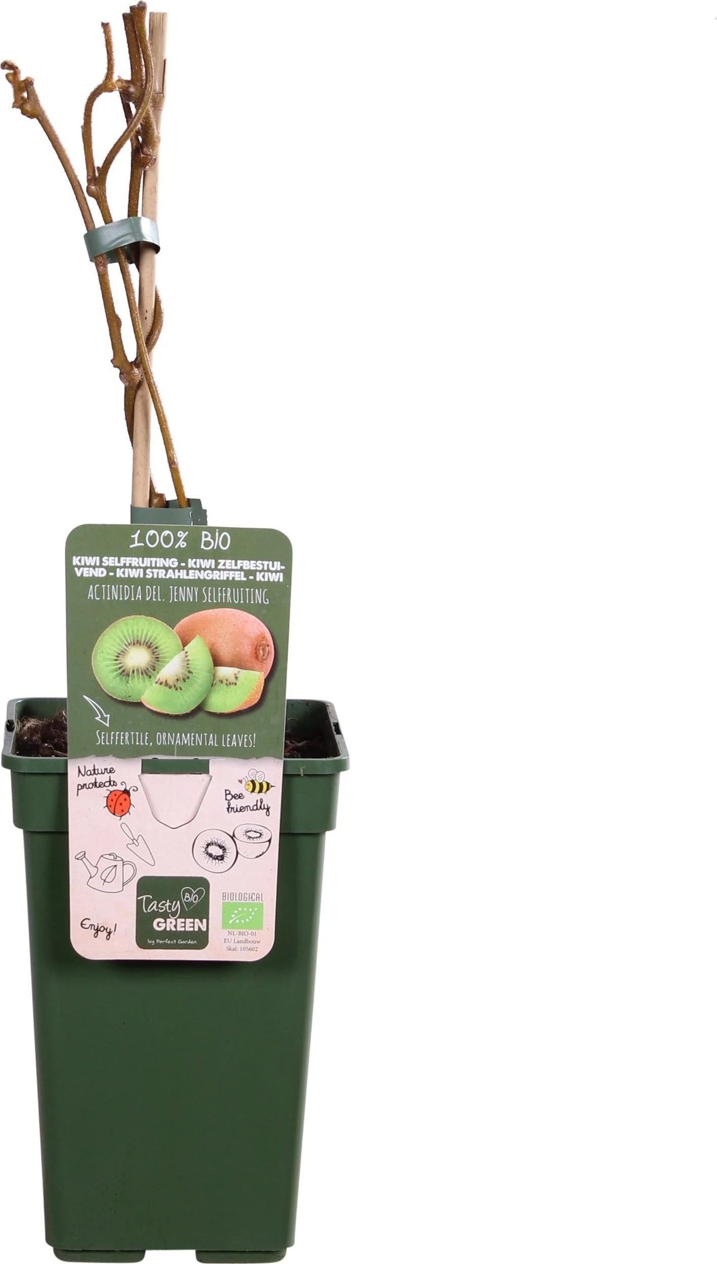 Intratuin Biologische Kiwi (Actinidia Deliciosa 'Jenny') D 23 H 100 Cm 3 Intratuin Biologische Kiwi (Actinidia Deliciosa 'Jenny') D 23 H 100 Cm