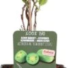 Intratuin Biologische Kiwibes (Actinidia Arguta 'Issai') D 23 H 100 Cm -PlantenPuur Verkoopwinkel 8720604876277