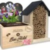 Baza Bee Hotel Biologische Prachtboon (Lathyrus) Met Insectenhotel -PlantenPuur Verkoopwinkel 8726200276428