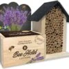 Baza Bee Hotel Biologische Lavendel (Lavandula) Met Insectenhotel -PlantenPuur Verkoopwinkel 8726200276435