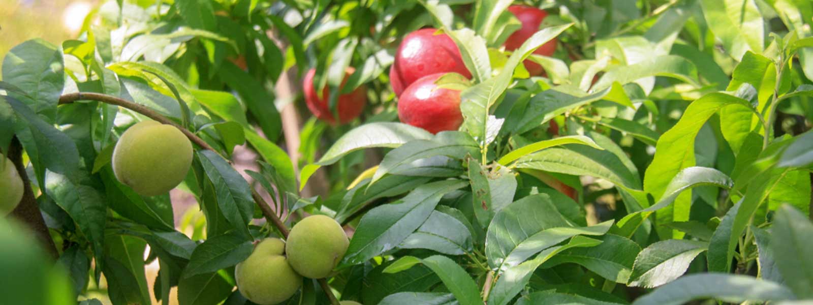 Voorkant -PlantenPuur Verkoopwinkel banner929